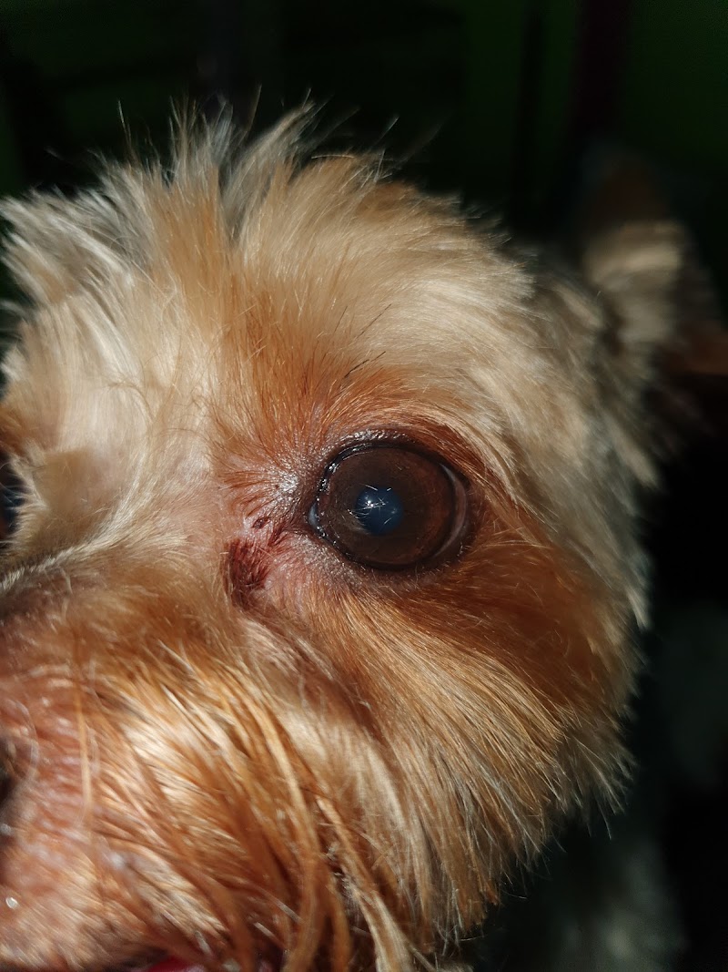 Clinica Veterinaria HUELLAS