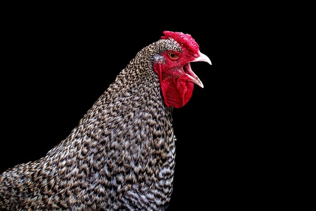 Veterinaria El Gallo de Oro