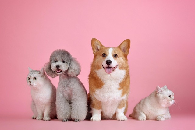 Mascotas - Imagen 1