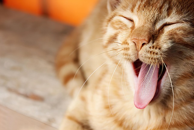 Abarrotes Kitty - Imagen 1