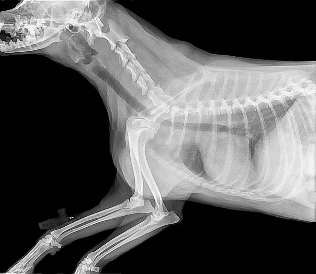 Centro Médico Veterinario de Michoacan - Imagen 1