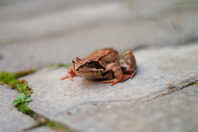 Taqueria Frog's - Imagen 1