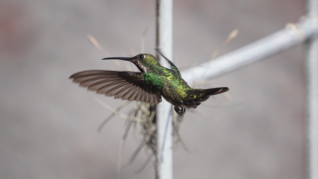 Papeleria Colibri - Imagen 1