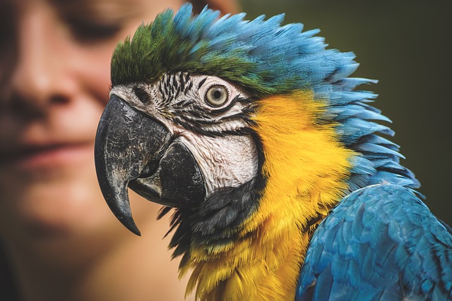 Las Guacamayas
