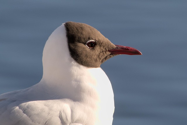 Lavandería la gaviota - Imagen 1
