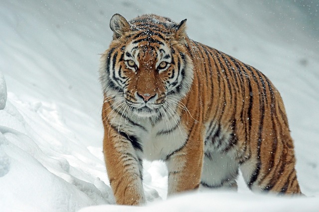 Abarrotes El Tigre