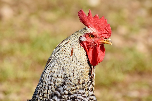 Veterinaria El Gallo De Oro